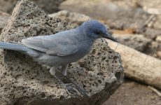 10 Types Of Crows and Jays In Nebraska (And Their Calls)
