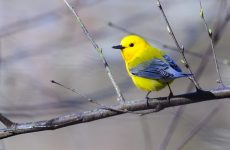 Prothonotary Warbler