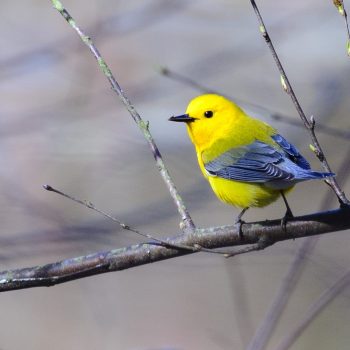 Prothonotary Warbler