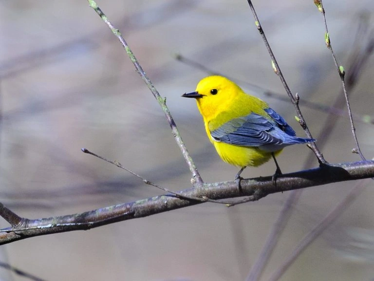4 Yellow And Blue Birds North America (ID, Photos)