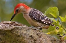 25 Common Winter Birds Wisconsin (Out Birding)