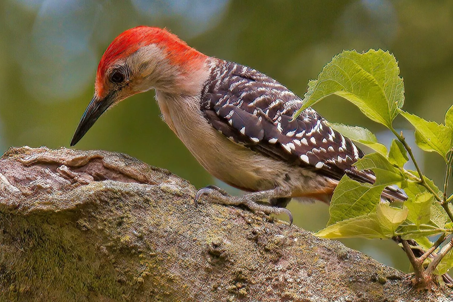 Red-bellied woodpecker