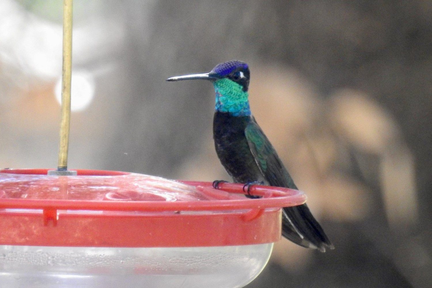 Rivolis hummingbird male