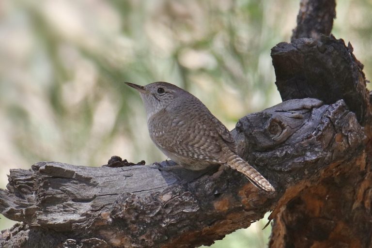 7 Species Of Wrens In Michigan Picture And ID Guide