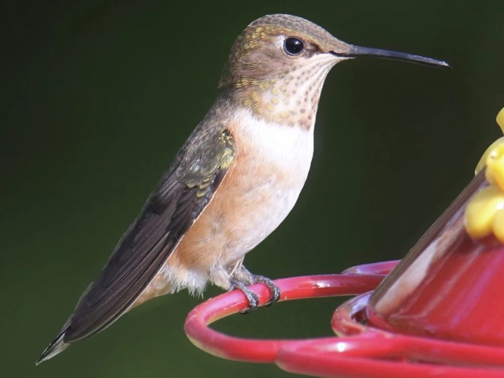 Green-breasted Mango male and female pair Rufous Hummingbird female