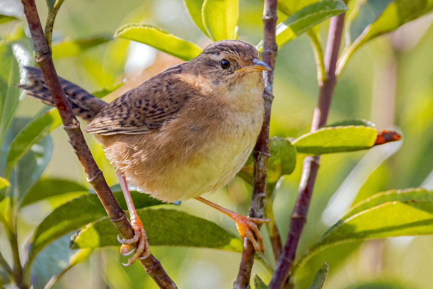 7 Species of Wrens in Massachusetts Picture and ID Guide Bird Advisors