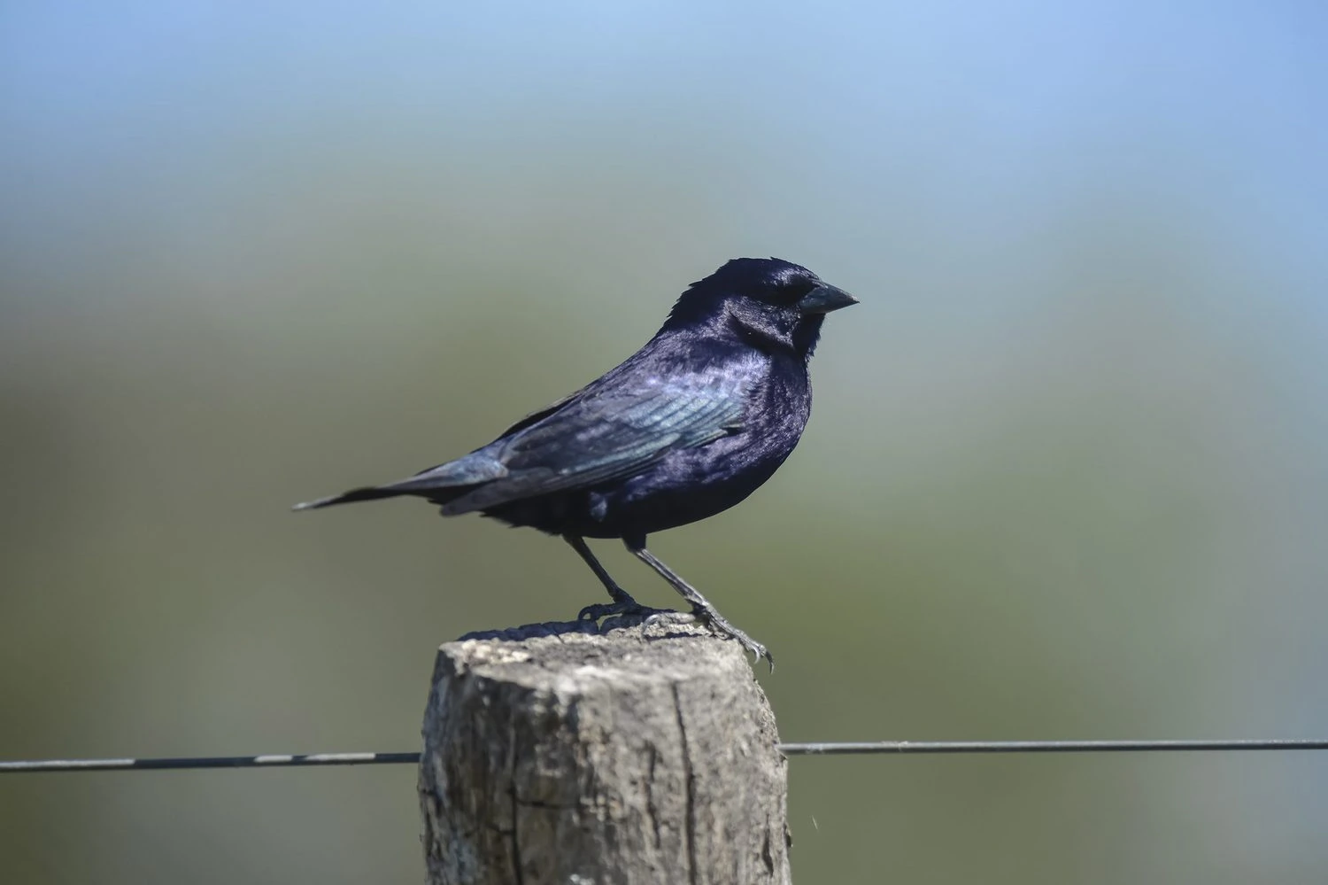 Shiny cowbird