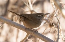 Sinaloa Wren