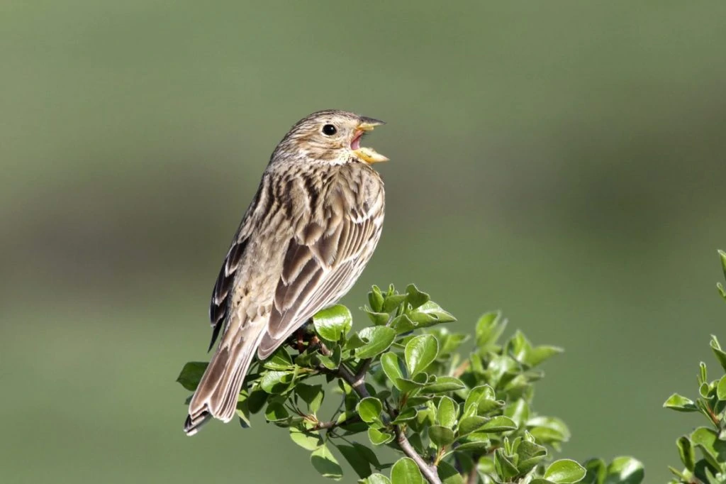 Song sparrow for identification