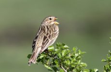 Song Sparrow