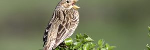 Song Sparrow