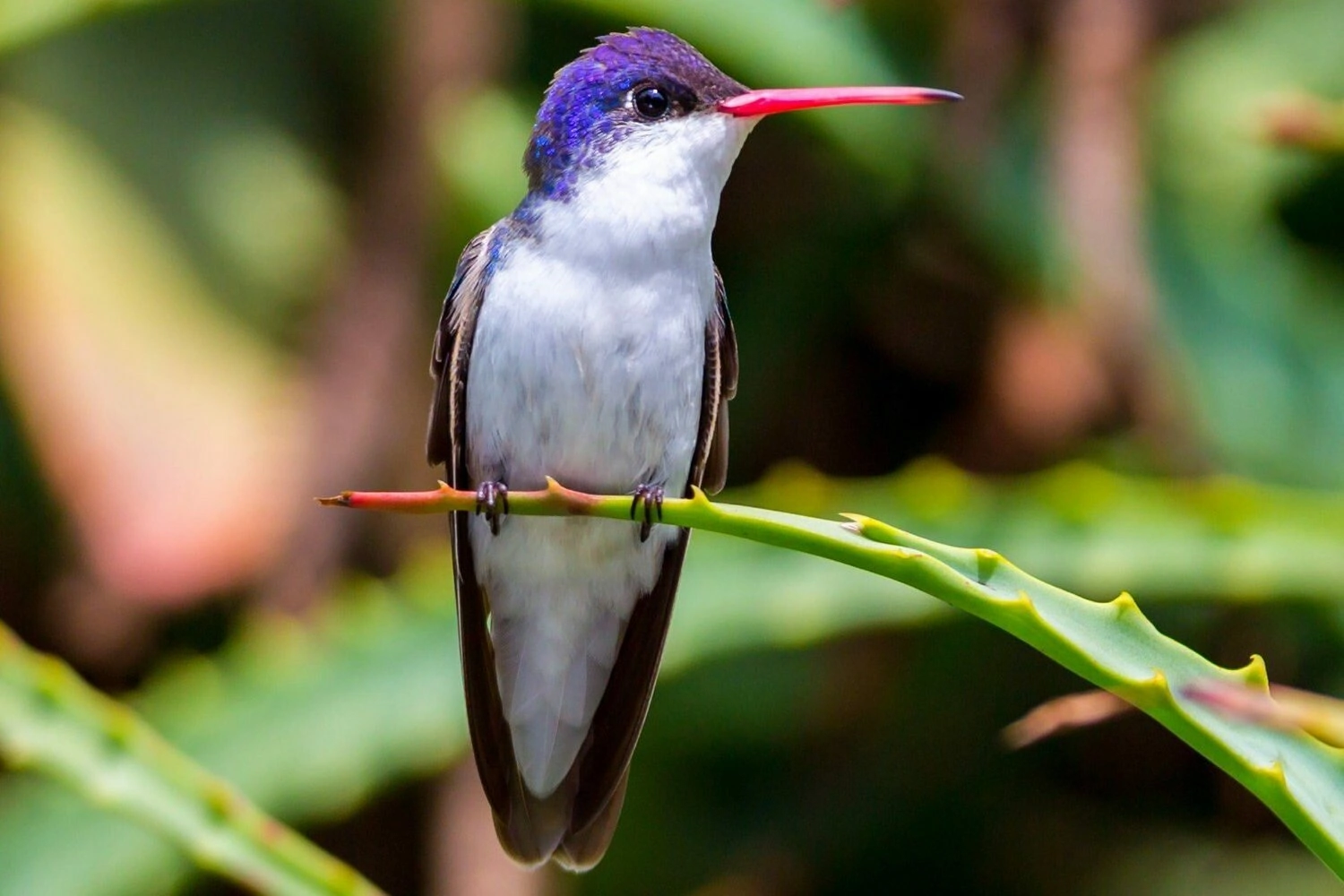 Violet-crowned Hummingbird