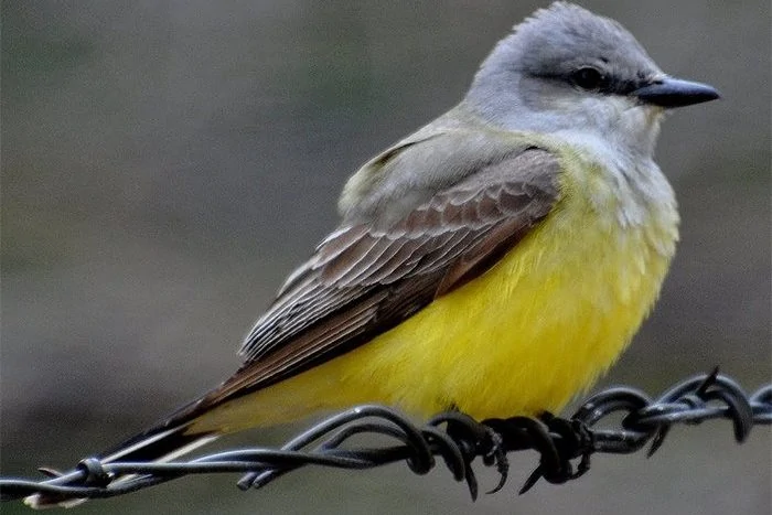 Western Kingbird