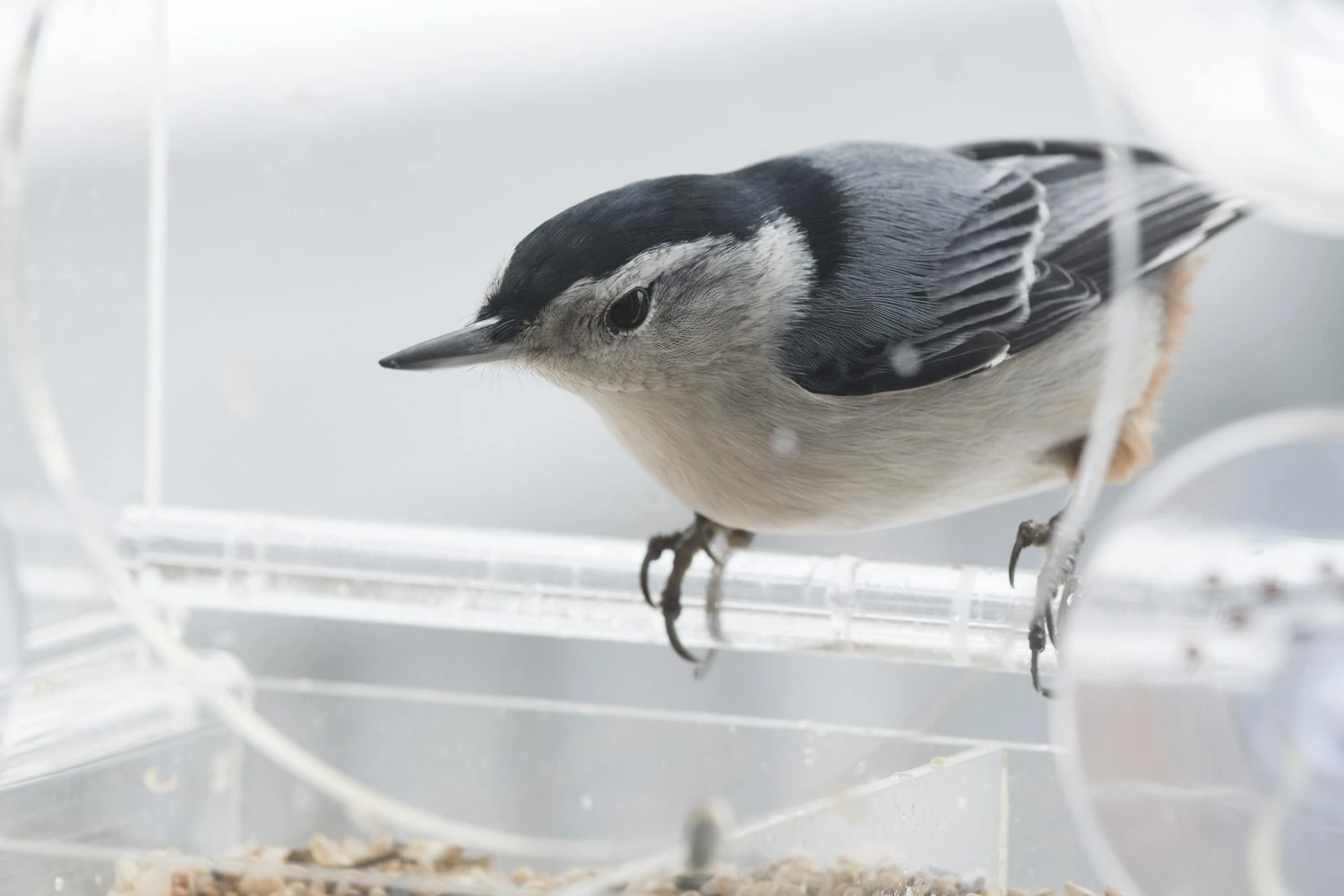 White breasted nuthatch for identification