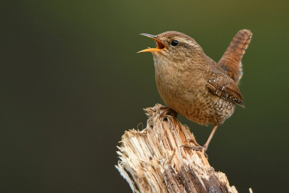 Bird out. Крапивник. Птички Хармони. Звуки птиц.