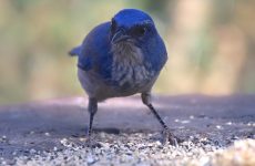 10 Types Of Crows and Jays In Nevada (And Their Calls)