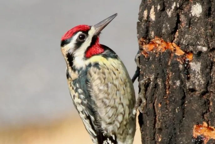 yellow bellied sapsucker