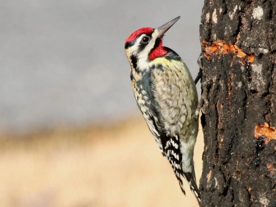 yellow bellied sapsucker