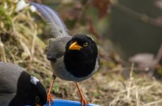 14 Species Of Crows and Magpies In California And Their Calls