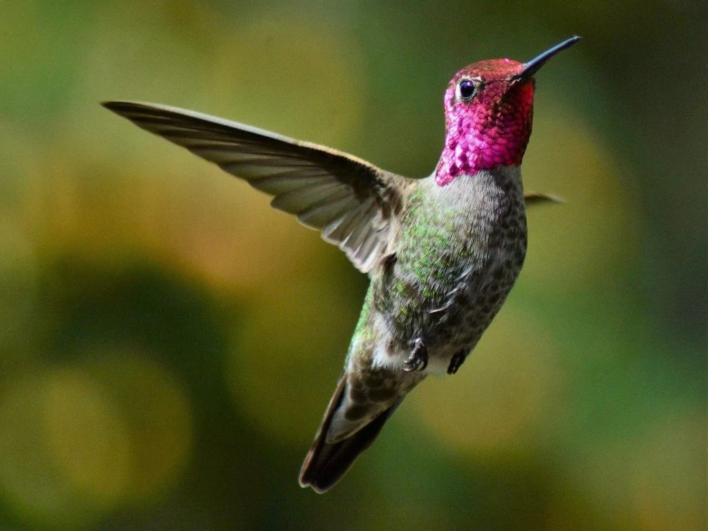Anna's hummingbird male
