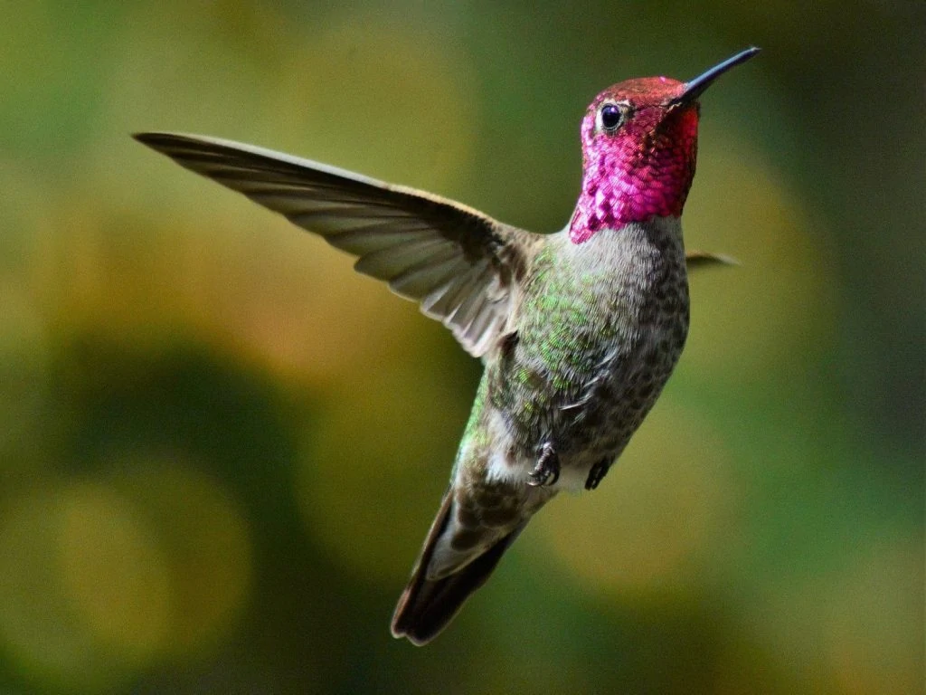 Green-breasted Mango male and female pair Anna's hummingbird male