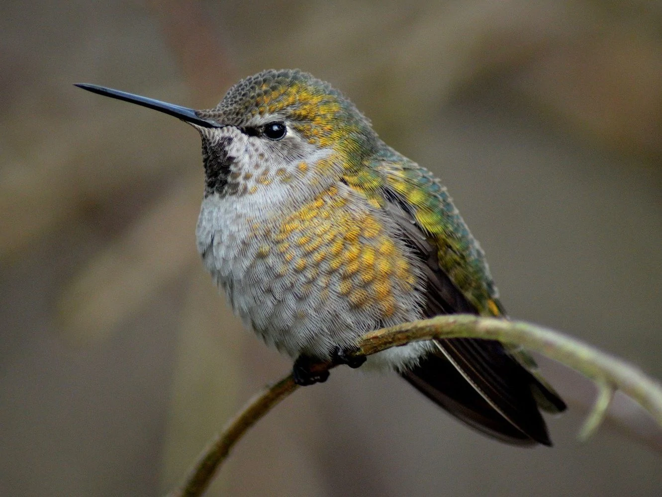 annas hummingbird female