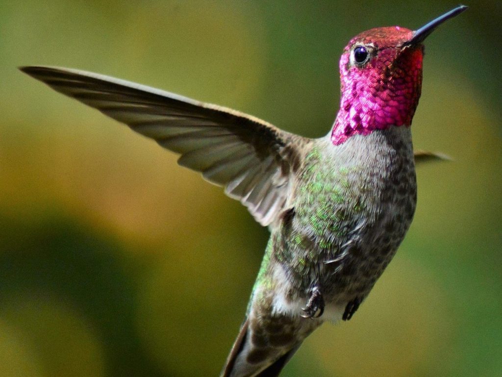 annas hummingbird male