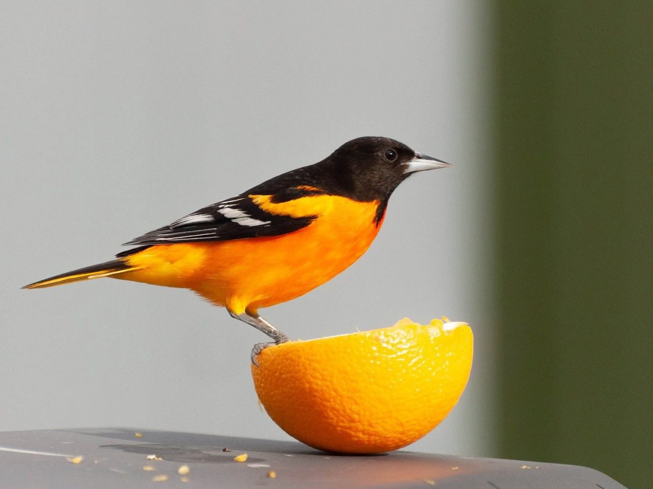 baltimore oriole