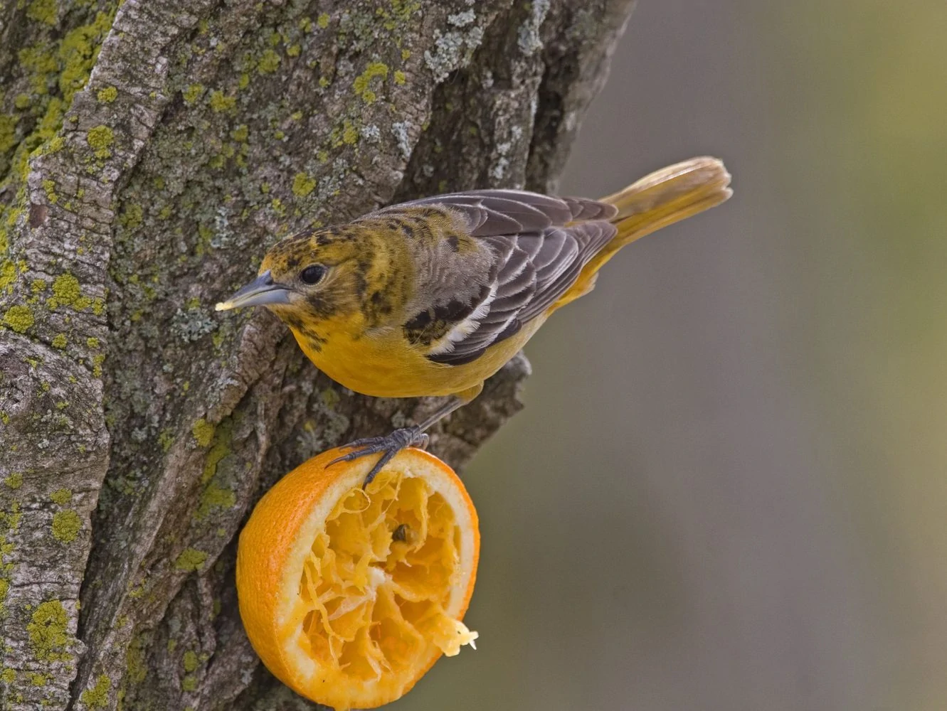 baltimore oriole