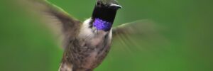 Black-chinned Hummingbird