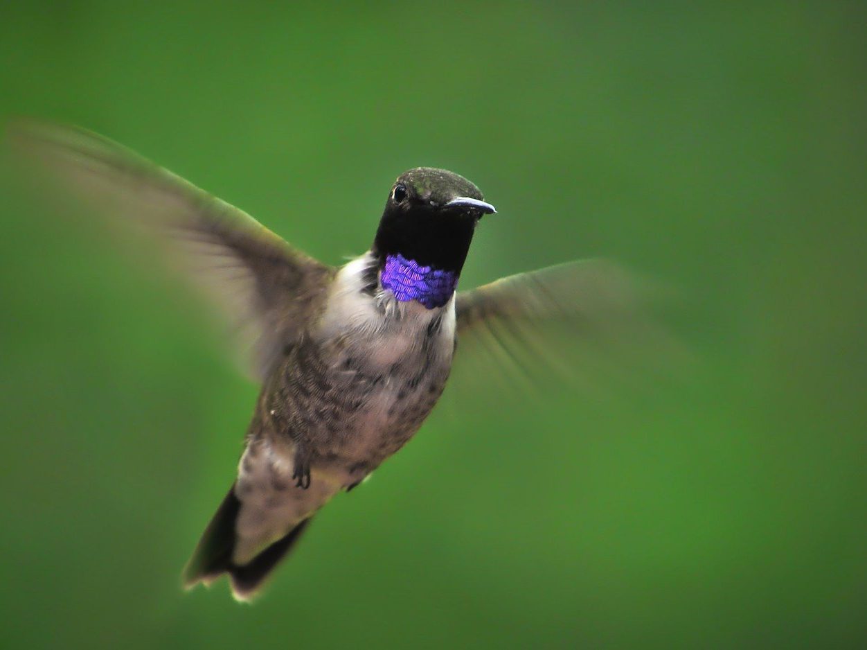 black chinned hummingbird