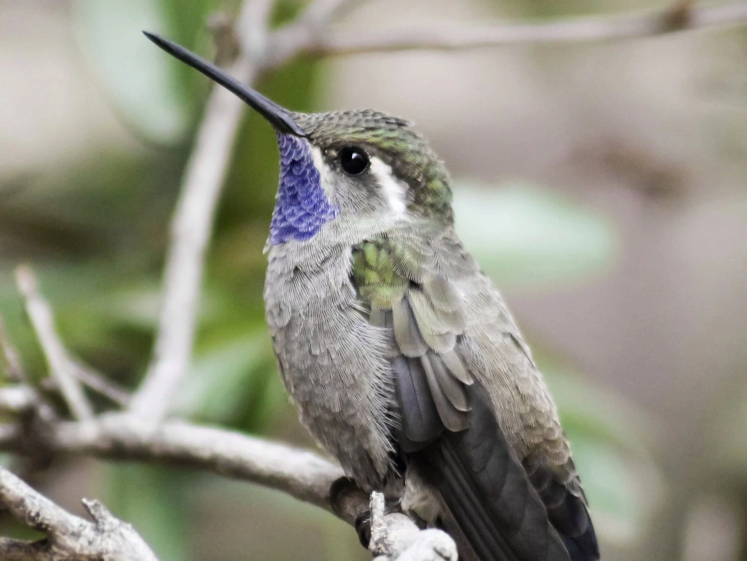 A Male Blue-throated mountain gem