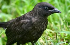 Brewer’s Blackbird