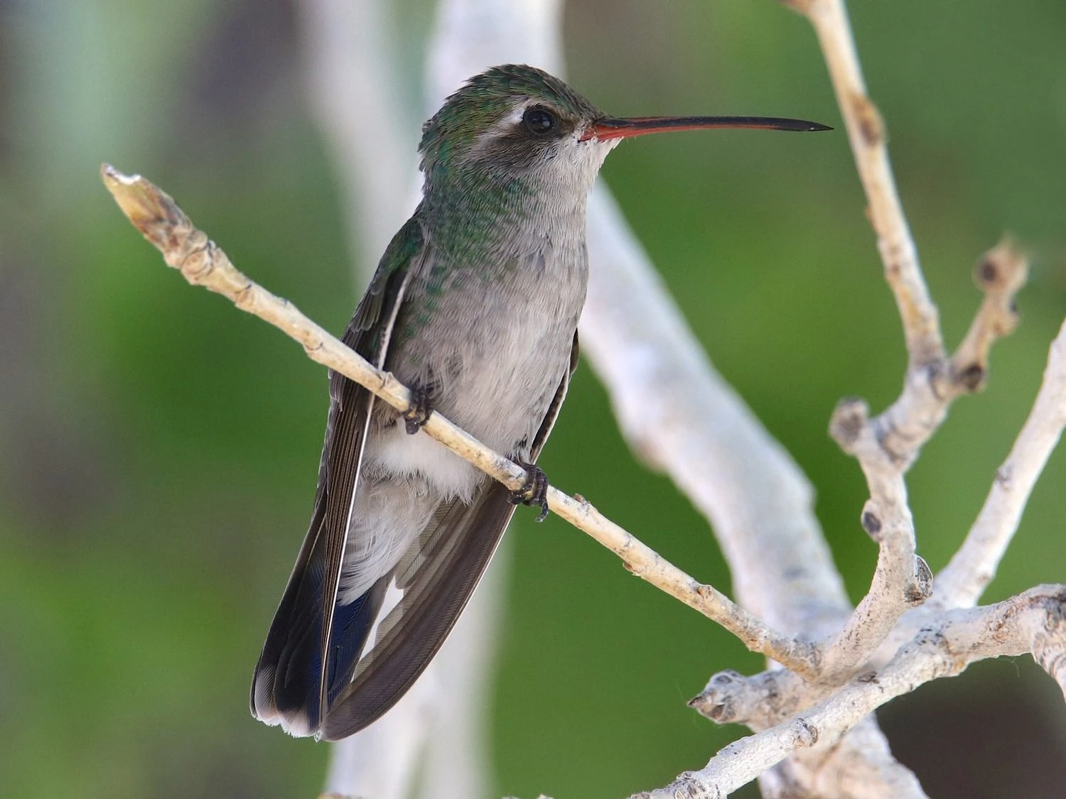 broad billed hummingbird female