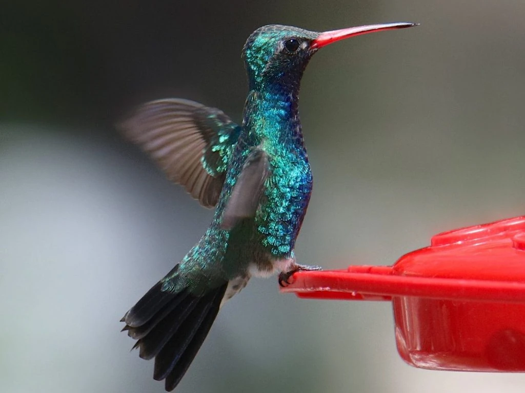 Green-breasted Mango male and female pair broad billed hummingbird male