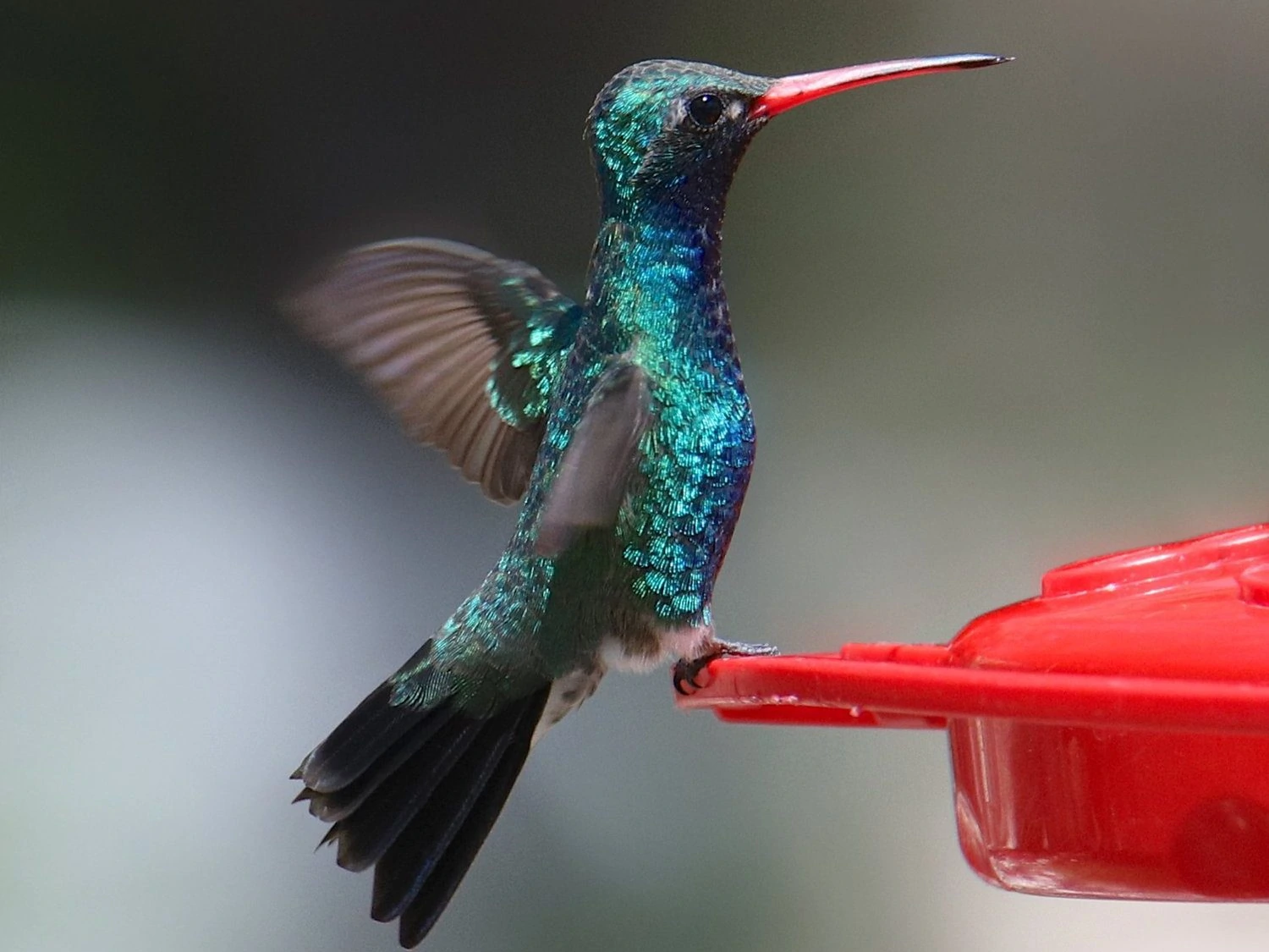 broad billed hummingbird male
