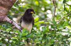 15 Types Of Crows And Jays In Texas (And Their Calls)