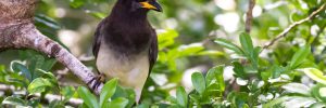 15 Types Of Crows And Jays In Texas (And Their Calls)