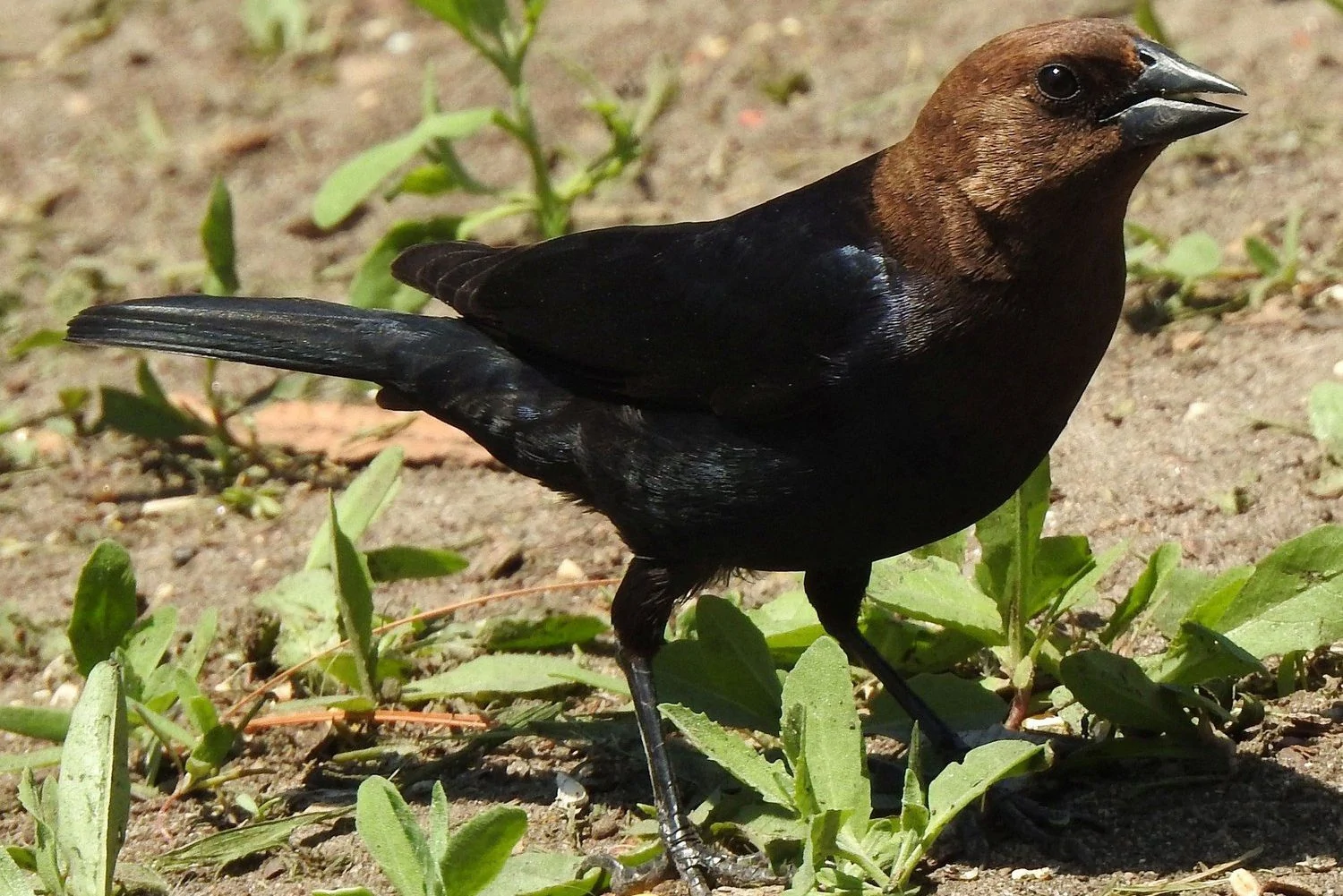 Brown-headed cowbird