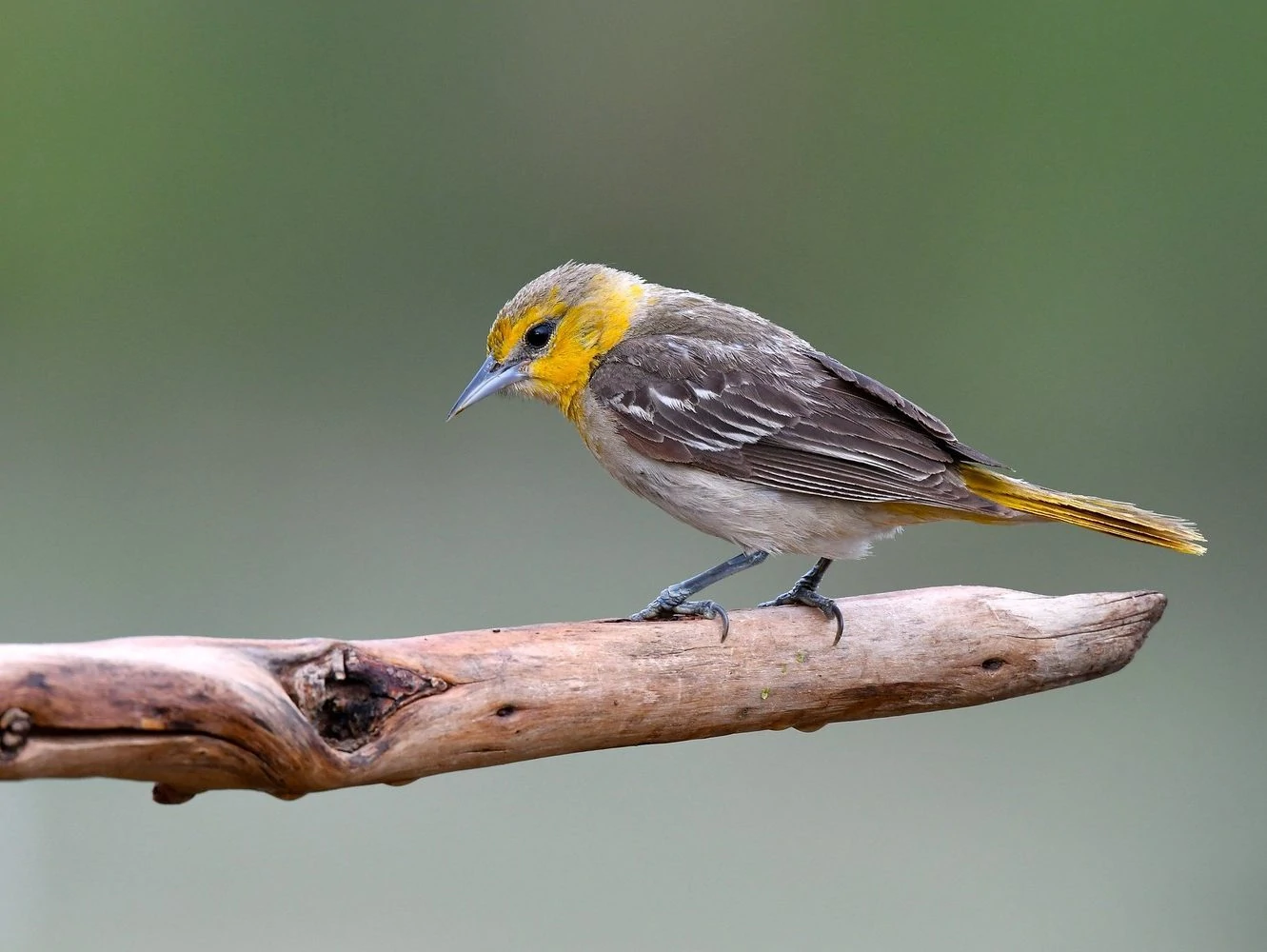 bullocks oriole female