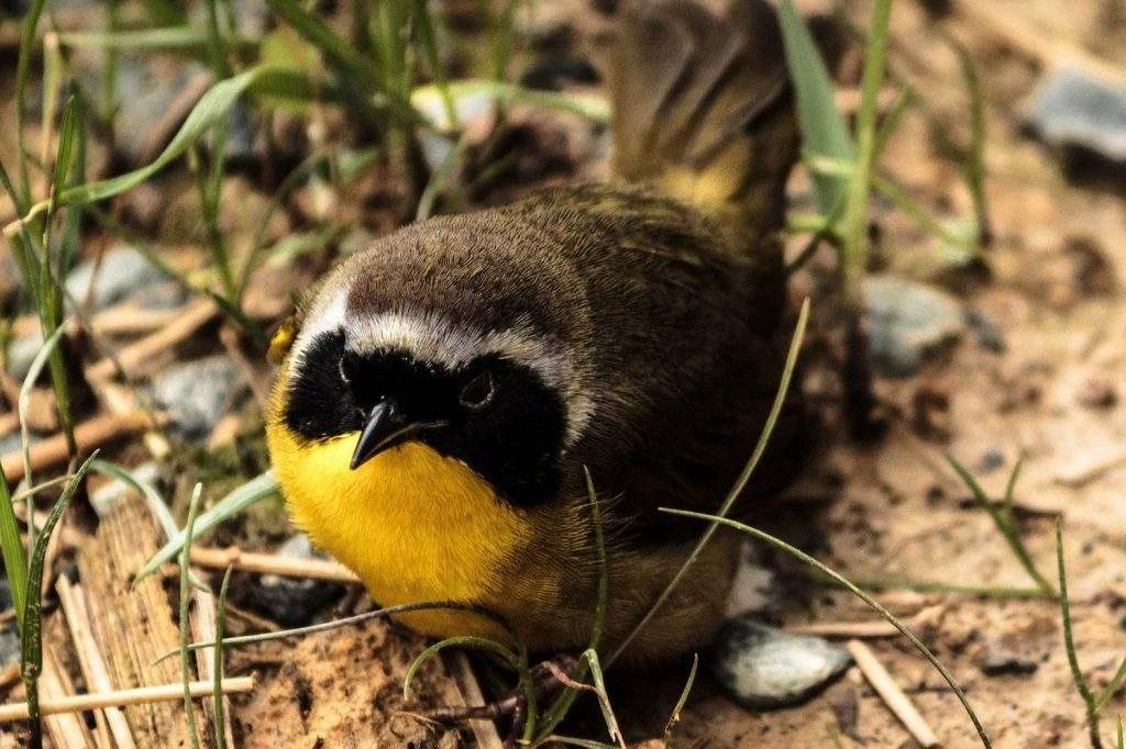 common yellowthroat