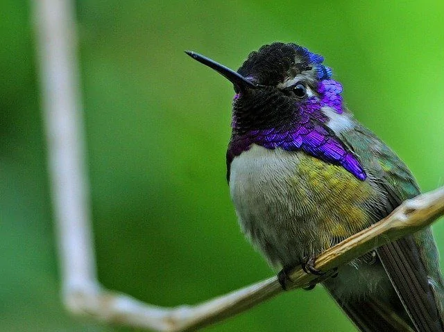 Green-breasted Mango male and female pair costas hummingbird
