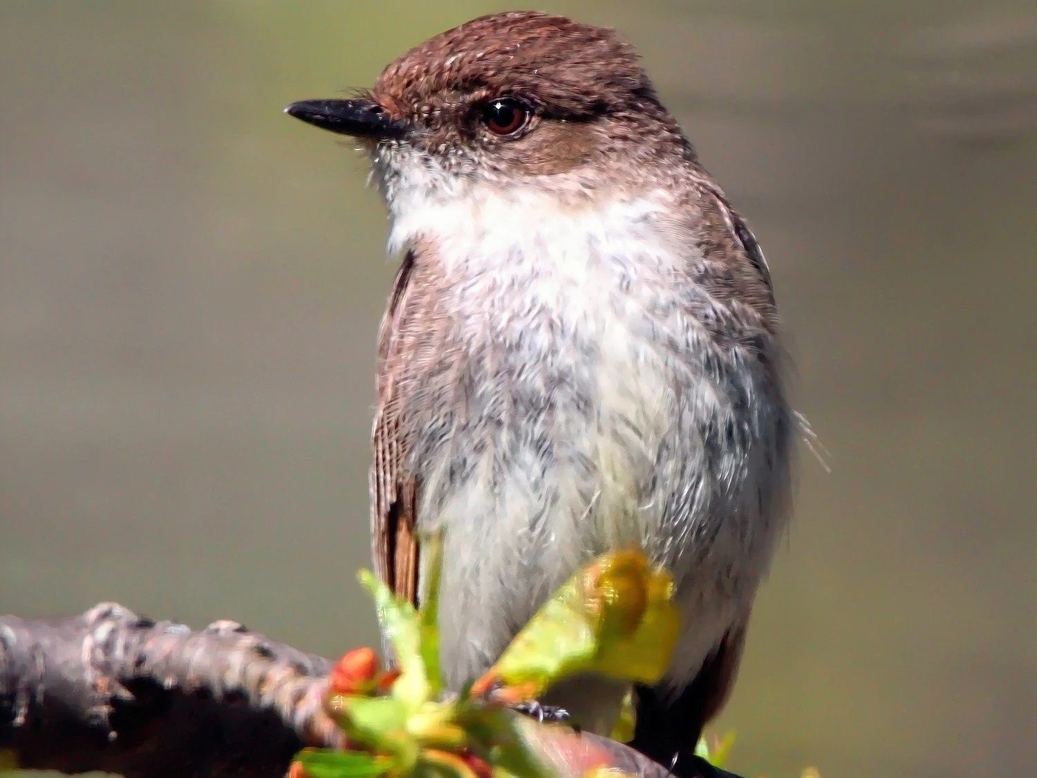 eastern phoebe