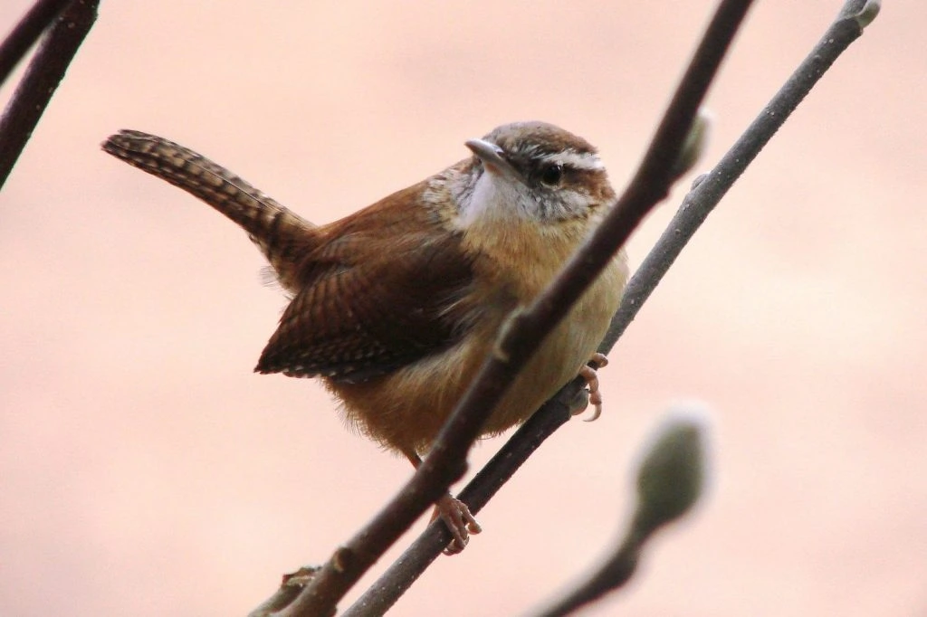 house wren