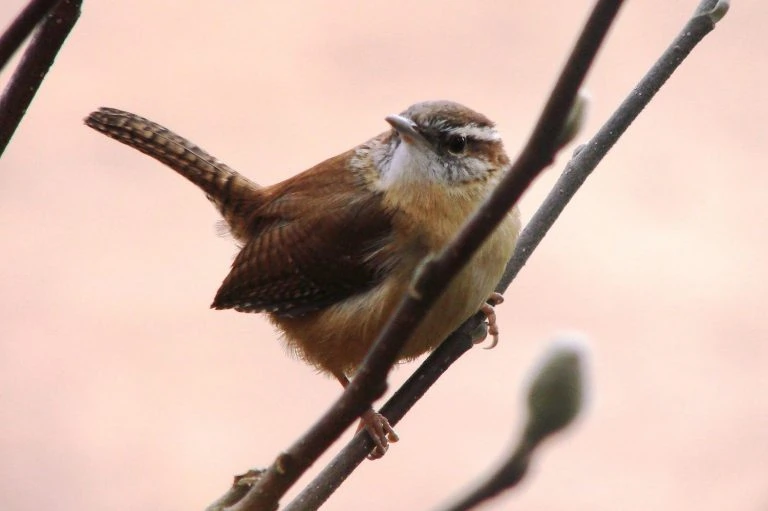 Top 33 Backyard Birds in Delaware (Free ID Chart) - Bird Advisors