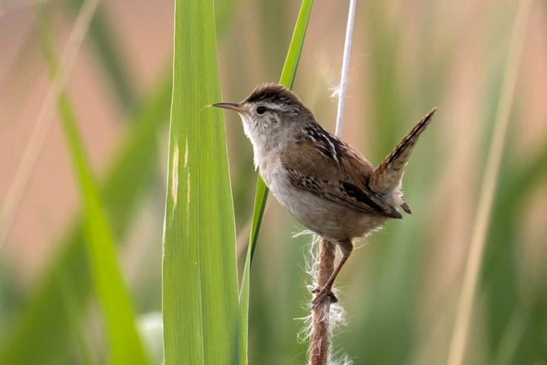 7 Species Of Wrens In Washington Picture And ID Guide