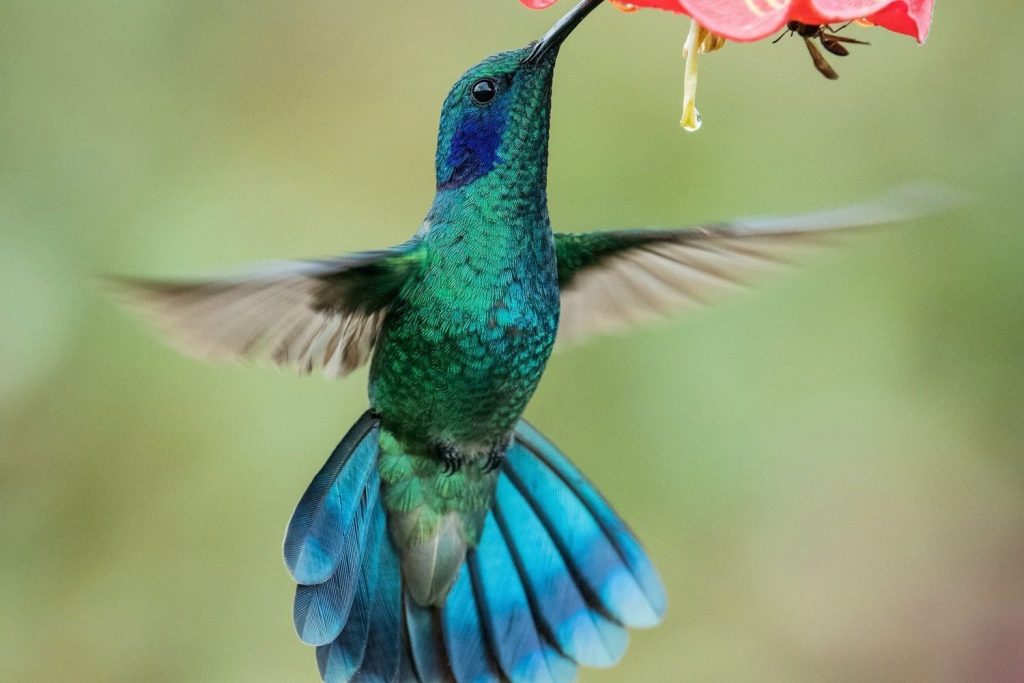 mexican violetear