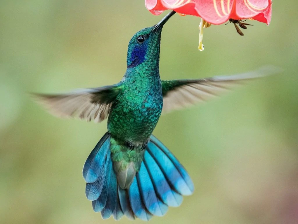 Green-breasted Mango male and female pair mexican violetear