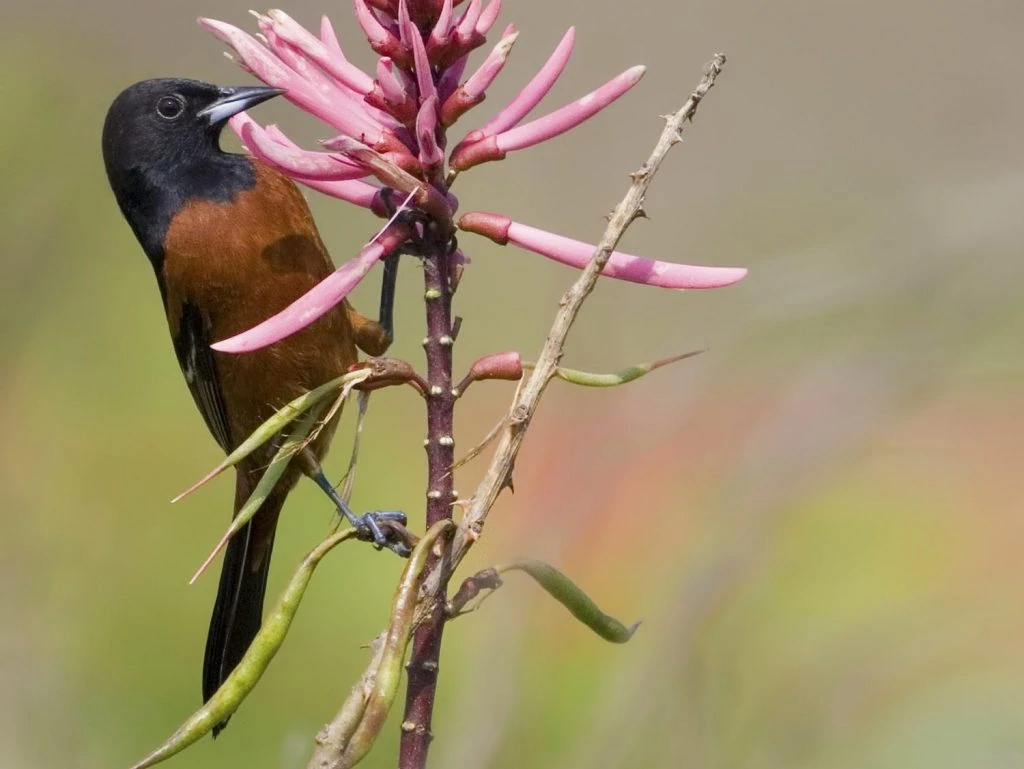 orchard oriole