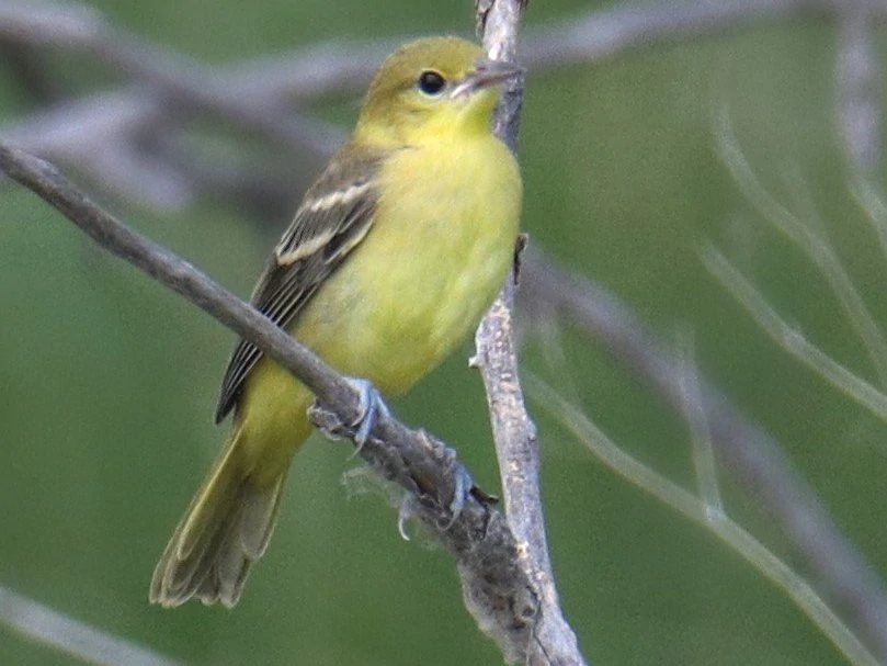 orchard oriole female